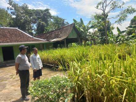 PAK SRI NARTO PANEN PADI 4 KALI SETAHUN DARI PEKARANGANNYA